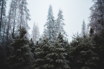 Unsplash ID jYQml7D4o0I