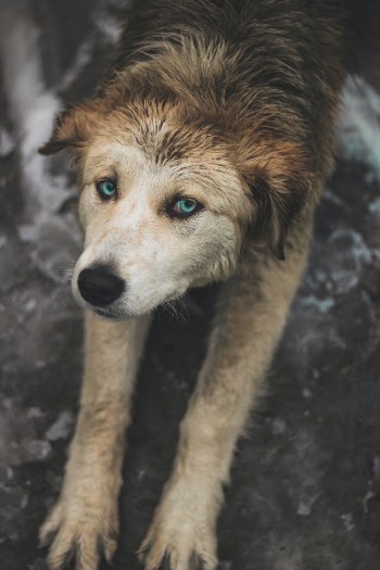 Unsplash ID JZh8jV9b5UA