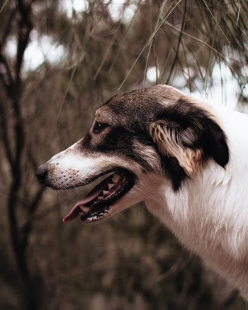 Unsplash ID jZuGDWuDheg
