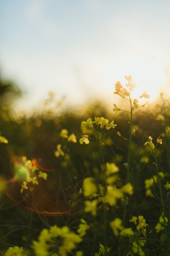 Unsplash ID K0lqFCPscoE