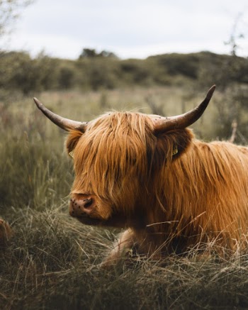 Unsplash ID k57zT_fhwGA