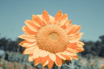 Unsplash ID k7Qr6yWwWQ4