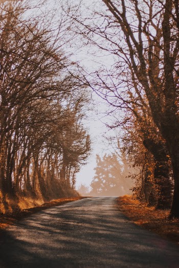 Unsplash ID k8fDMokualE