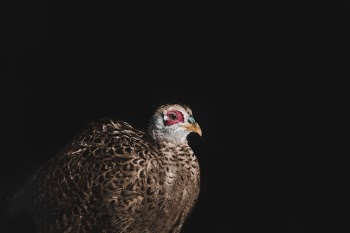 Unsplash ID kBTdyH4VqVA