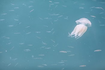 Unsplash ID kbz6BxX874M