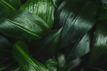 Unsplash ID kii4xjHEL-w