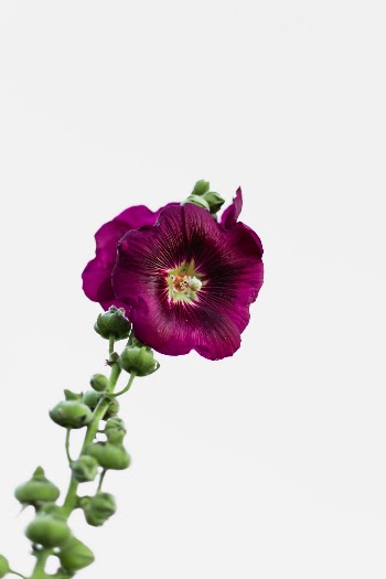 Unsplash ID kijHzOdUM7o