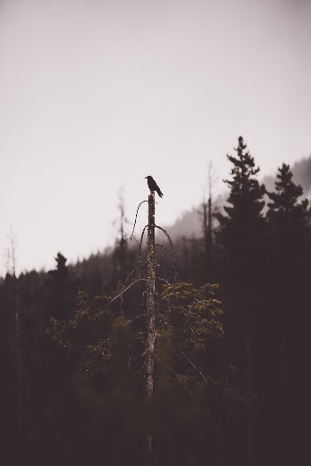 Unsplash ID kKtD7ZsgE0U