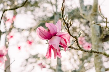 Unsplash ID KMNYAFQipvs