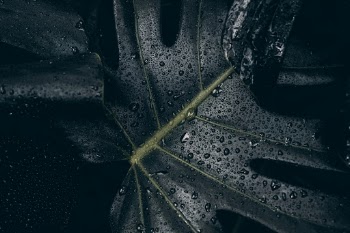 Unsplash ID kp6nLYyECvA