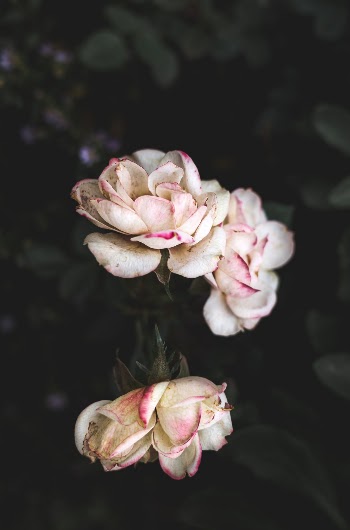 Unsplash ID krtsfZ2Ypoc
