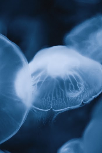 Unsplash ID KVAxqBTgj2E