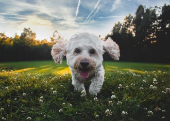 Unsplash ID KVeogBZzl4M