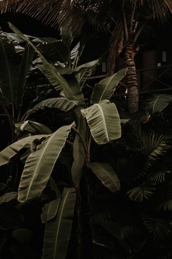 Unsplash ID kyS8rqn8HdU