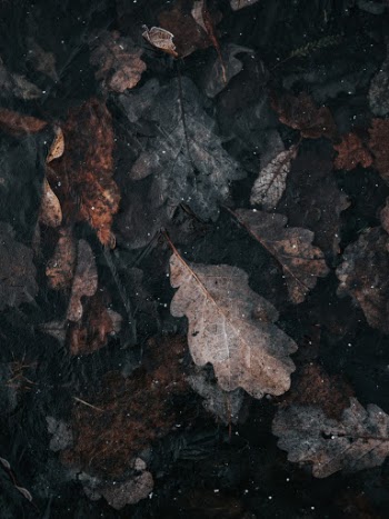 Unsplash ID kZy1nlnf9Z8