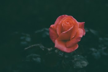 Unsplash ID L-QUhyxKeFM