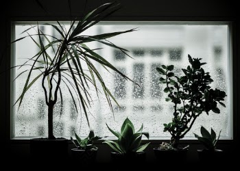 Unsplash ID L8MJNsboOFo