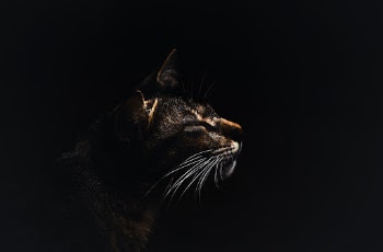 Unsplash ID L9Wp73tnUlo