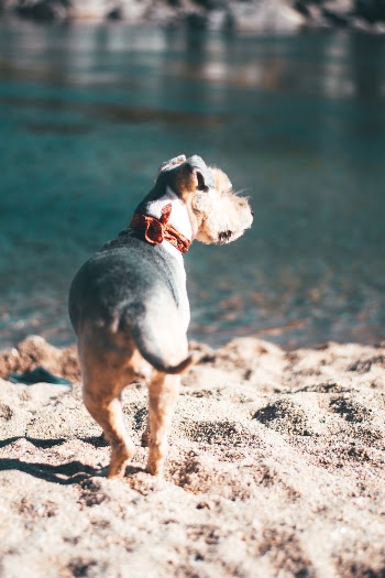 Unsplash ID LaHSJ0V-gMo