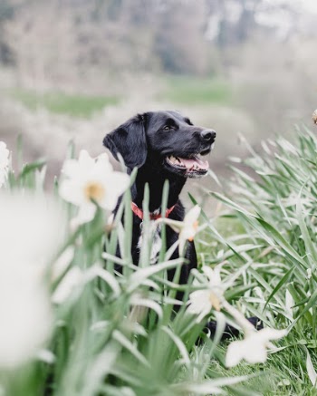Unsplash ID lckTrojViao