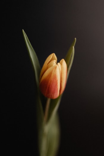 Unsplash ID LeLPiTVncqc