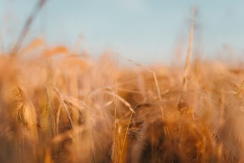 Unsplash ID lf0S0i1vHow