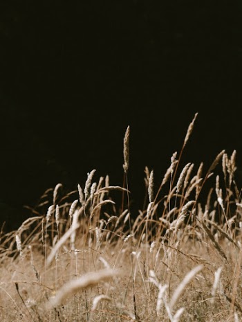 Unsplash ID LfEUDfXa7Vk