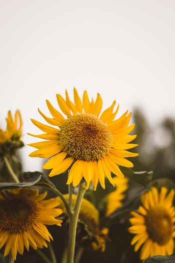 Unsplash ID LGHL8a4Ko8M