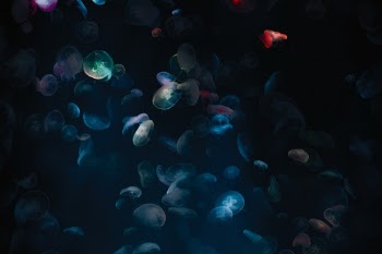 Unsplash ID LGyabE_ELAU