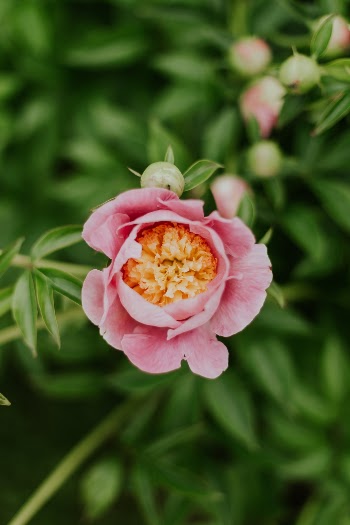 Unsplash ID lHlG-D1-JLQ