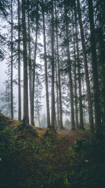 Unsplash ID lIkEcSnFiPE