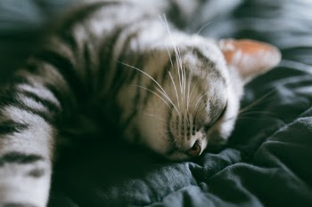 Unsplash ID ljsEHTQoR5M