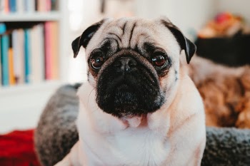 Unsplash ID LKV-NCOQn7s