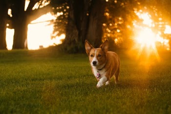 Unsplash ID lkzjENdWgd8