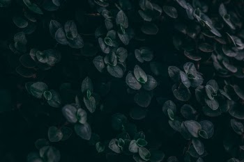 Unsplash ID lmAlutCqOzI