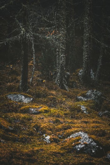 Unsplash ID Lq_dy56Hl_o