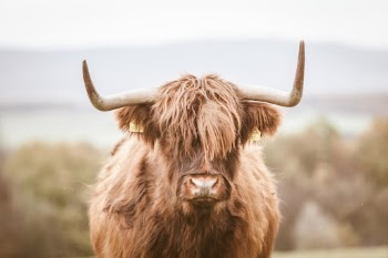 Unsplash ID LSIH1dOKn-4