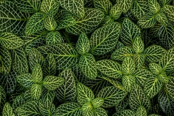 Unsplash ID lsNyHxLnzO8
