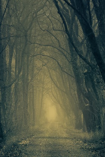 Unsplash ID LT8AD8lApho