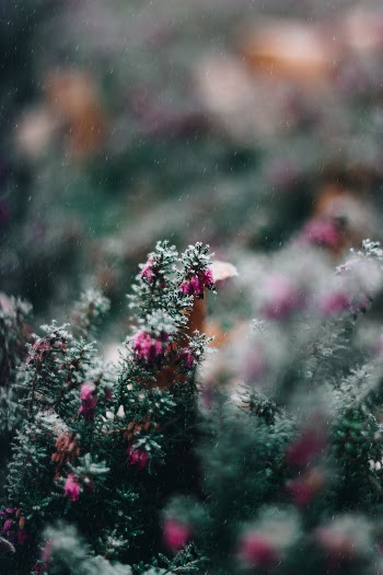 Unsplash ID lT9DA8rhYhI