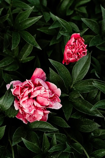 Unsplash ID ly3tKhWfQ34