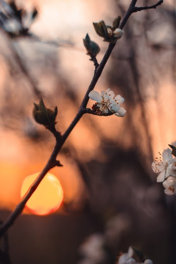 Unsplash ID lY6DmKR8sYQ