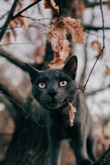 Unsplash ID lzxuLl0fHTU