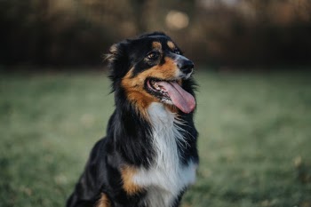 Unsplash ID m_wgaQ-sQPQ