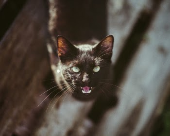 Unsplash ID M95-u5d5lt4