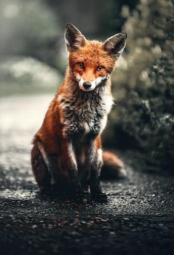 Unsplash ID mEdKuPYJe1I