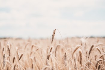 Unsplash ID mEXKx4zh_N8