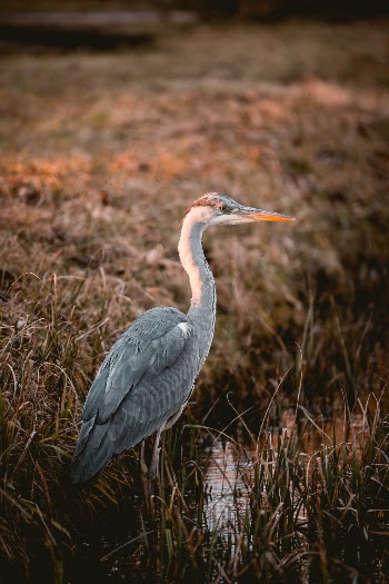 Unsplash ID MGH42D4fXb8
