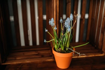 Unsplash ID MKFt5Lnpkg0
