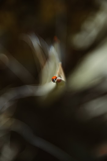Unsplash ID MNDs5k20cco